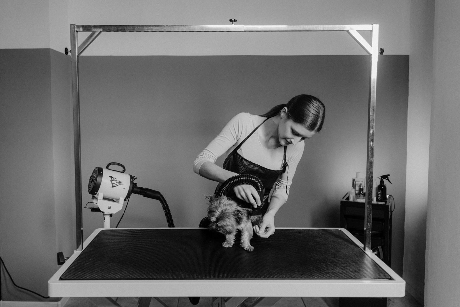 Woman grooming dog on a grooming table