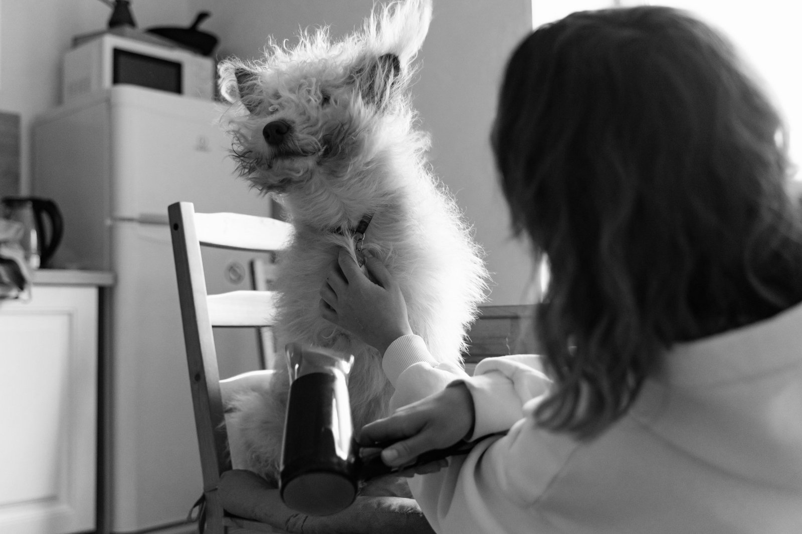 Woman blow-drying her dog's fur while dog is platformed on a chair.