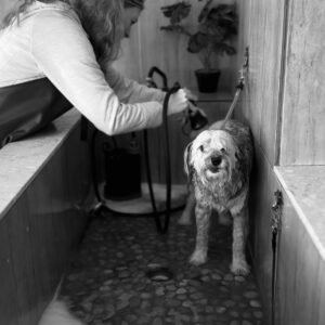 Student of Learn To Groom Course washing a dog