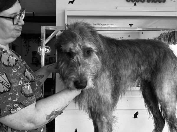 Lee Kapshey grooming a dog